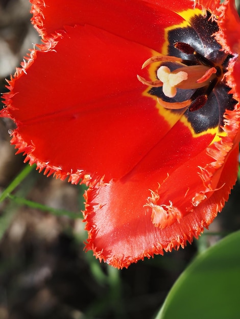 une fleur rouge avec un cœur jaune et noir sur le dessus