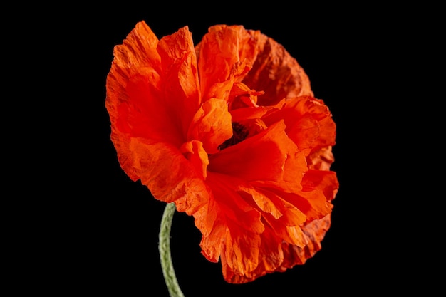 Fleur rouge de coquelicot lat Papaver isolé sur fond noir