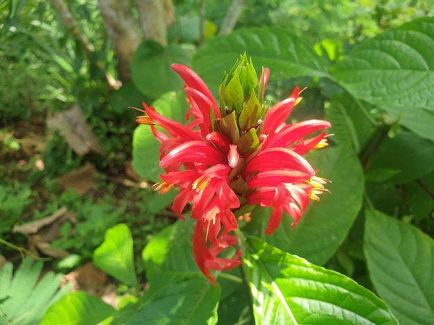 Fleur rouge dans une forêt tropicale Photo dans une journée ensoleillée belle pour le fond