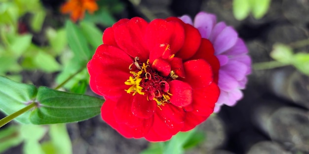 fleur rouge dans un jardin