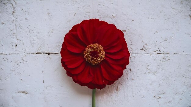 Photo la fleur rouge du bombax ceiba sur le mur blanc