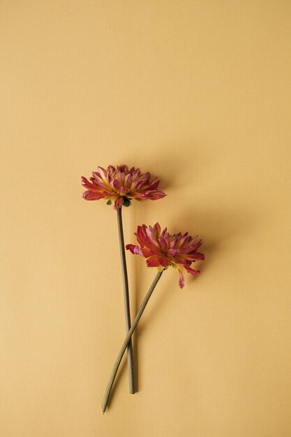 Fleur rouge élégante sur fond jaune Mise à plat vue de dessus délicate composition florale minimaliste