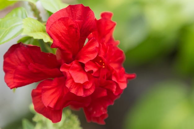 Fleur rouge fleur laisse dans un jardin se bouchent