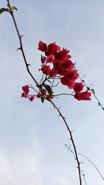 Photo une fleur rouge fleurit sur les branches des arbres.