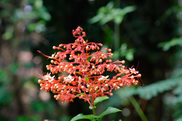 Photo une fleur rouge avec des fleurs blanches clerodendrum paniculatum la fleur de la pagode