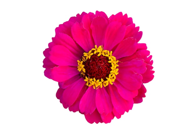 Fleur rouge sur fond blanc Zinnia rose