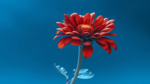 Une fleur rouge sur fond bleu