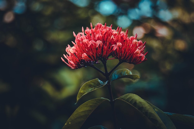 fleur rouge sur fond sombre