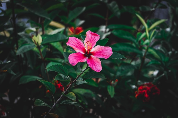 fleur rouge sur fond sombre