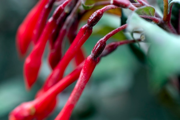 fleur rouge sur fond vert naturel