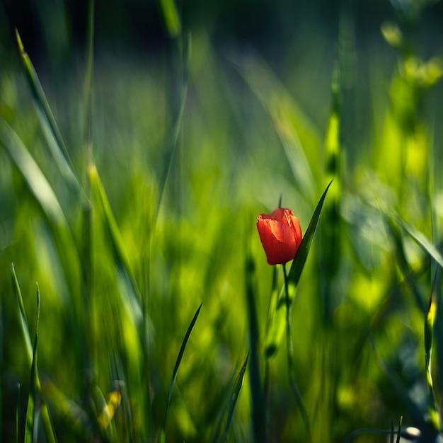 Fleur rouge sur fond vert