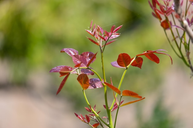 Une fleur rouge sur fond vert