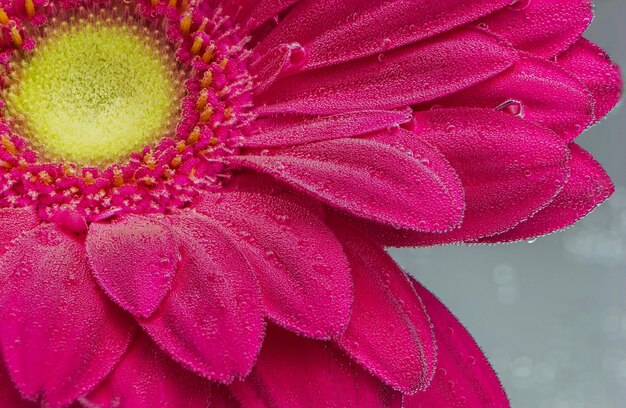 La fleur rouge de gerbera jamesonii sous l'eau avec des bulles d'air de près