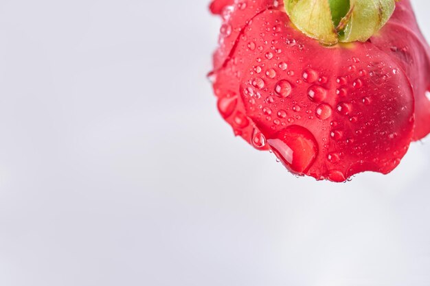 Fleur rouge avec des gouttelettes d'eau et fond