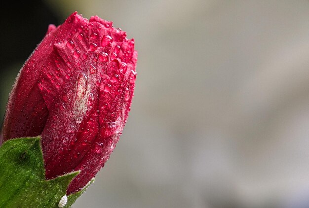 Une fleur rouge avec des gouttes d'eau dessus