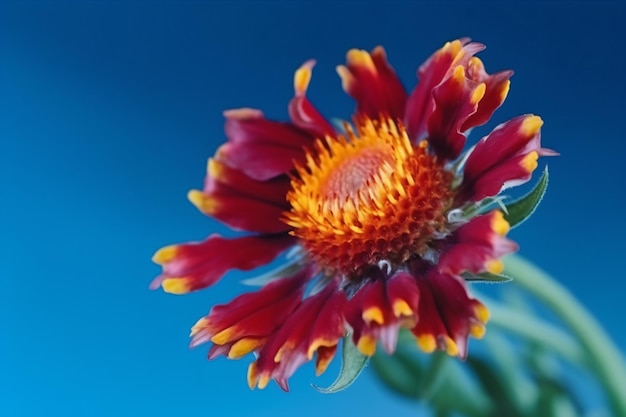 Une fleur rouge et jaune avec un centre jaune