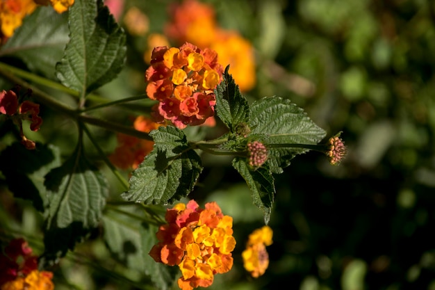 La fleur rouge et jaune d'une lantana camara