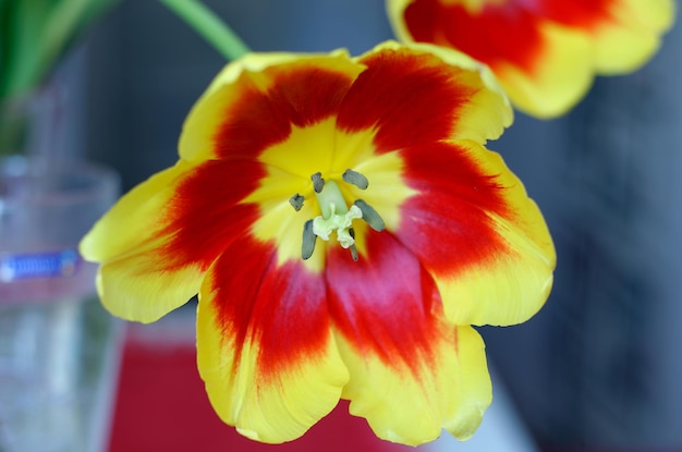 Une fleur rouge et jaune avec des pétales jaunes et rouges et un centre rouge.