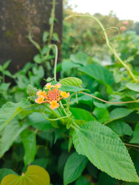 Une fleur rouge et jaune