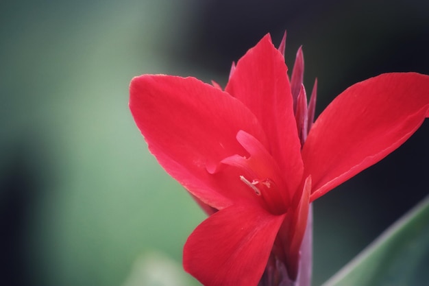 Une fleur rouge avec un lézard dessus.