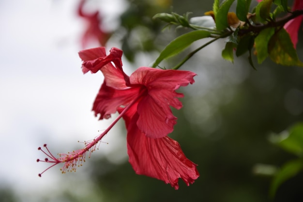 Fleur rouge avec un long pistil libre à Puerto Iguazu Argentine
