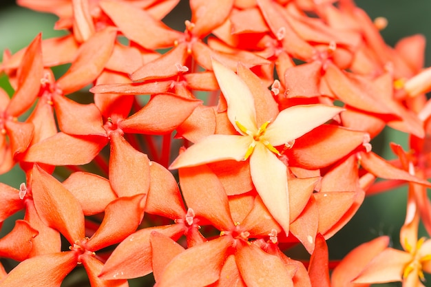 Fleur rouge de macro