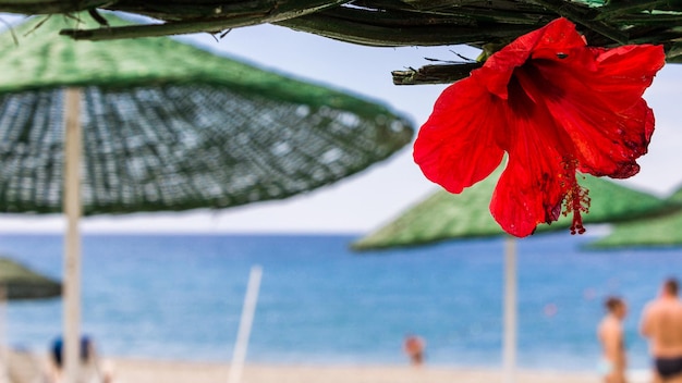 Une fleur rouge sur une plage