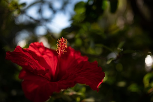 Fleur rouge principalement floue d'hibiscus à double volant sur fond de feuilles vertes