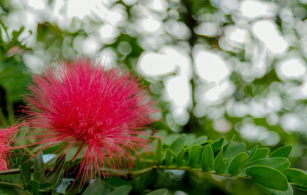 Fleur rouge de sapin de noël de nouvelle-zélande sur l'arbre