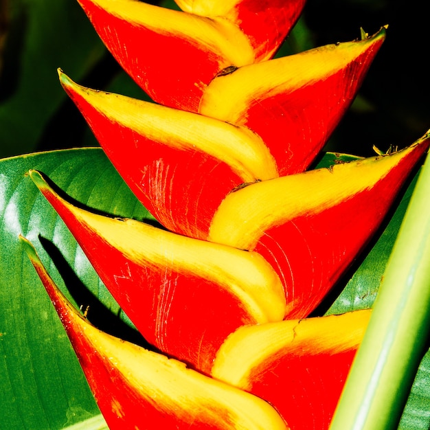 Fleur rouge tropicale. Fermer. Des détails. Conception minimale