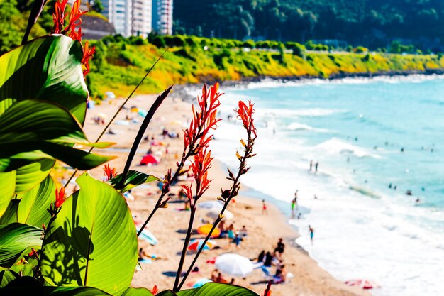 Une fleur rouge vibrante entourée de feuilles luxuriantes sur le fond d'une plage de sable et d'une mer étincelante