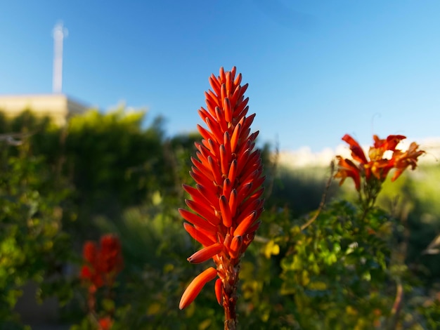 une fleur rouge vif dans un grand parc à Agrigente, Sicile