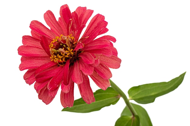 Fleur rouge de zinnia isolé sur fond blanc