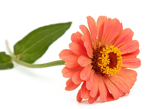 Fleur rouge de zinnia isolé sur fond blanc