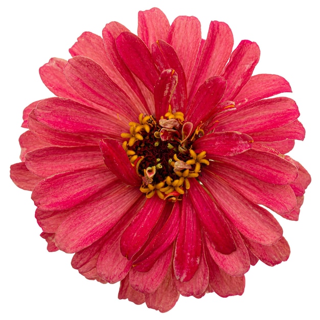 Fleur rouge de zinnia isolé sur fond blanc