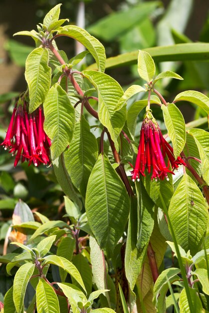 La fleur rouge