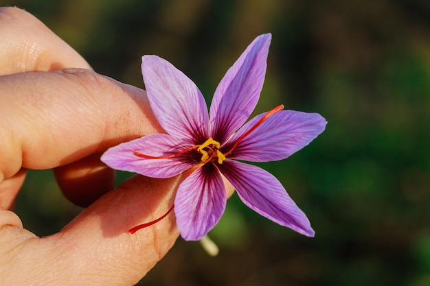 Fleur de safran fraîchement coupée dans une main contre un ciel bleu.