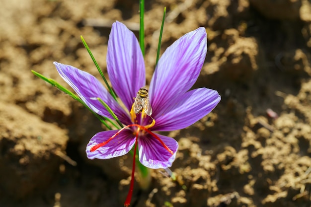 Fleur de safran poussant dans le sol