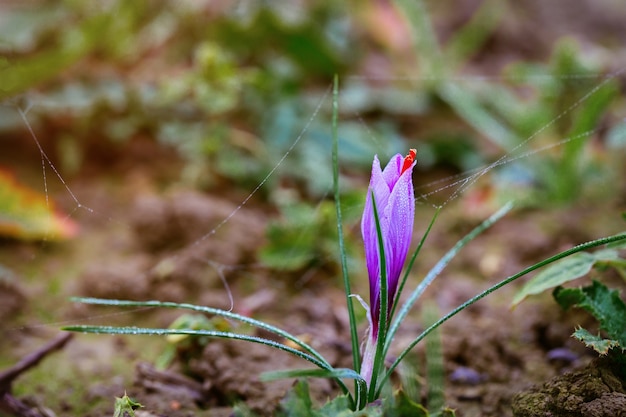 Fleur de safran poussant pour la récolte d'épices. Agriculture.