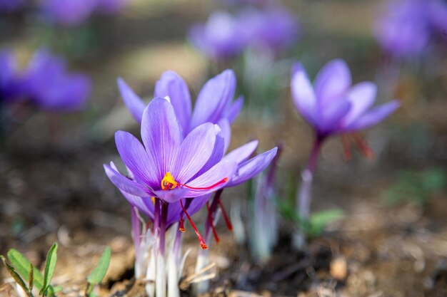 Photo fleur de safran sur le sol crocus violet floraison collecte de récolte sur le terrain