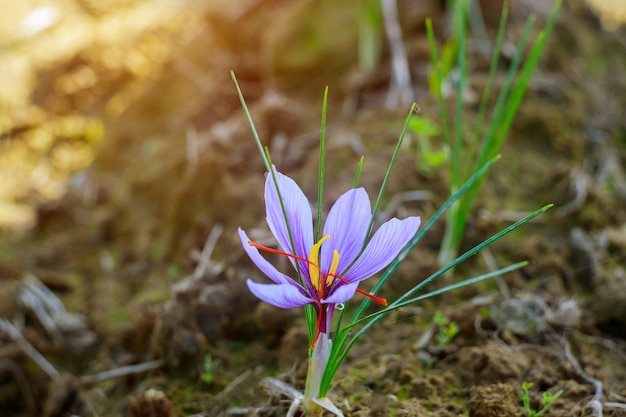 Fleur de safran violette poussant dans le sol.