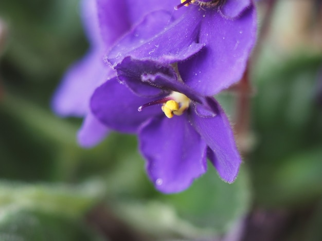 Fleur de saintpaulia violette