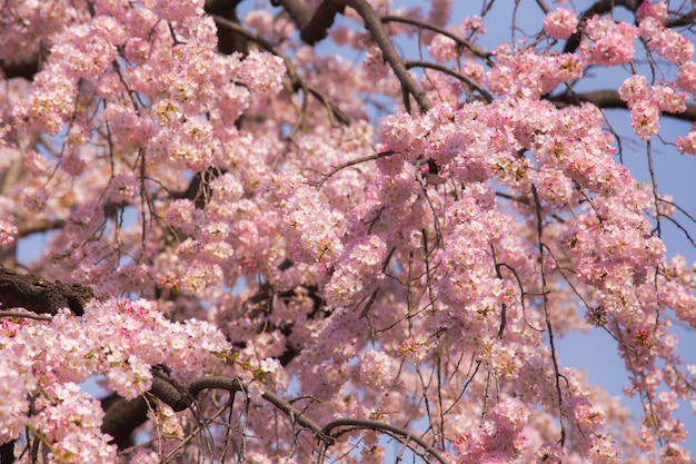 Fleur de Sakura au Japon