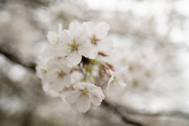 Fleur de Sakura au Japon