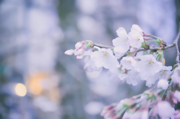 La fleur de Sakura commence à fleurir