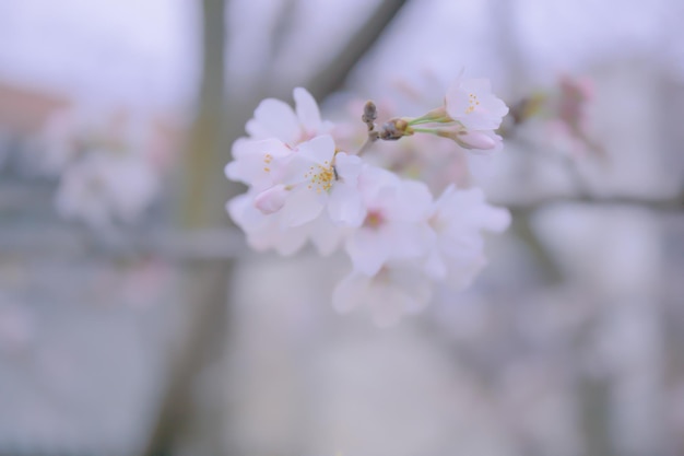 La fleur de Sakura commence à fleurir