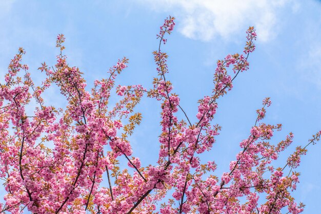 Fleur de Sakura sur les espèces végétales de fond de ciel