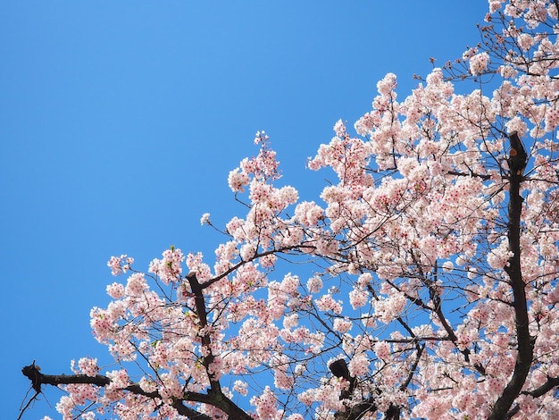 Photo fleur de sakura ou fleur de cerisier sur fond de ciel bleu clair