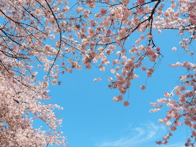 Photo fleur de sakura ou fleur de cerisier sur fond de ciel bleu clair