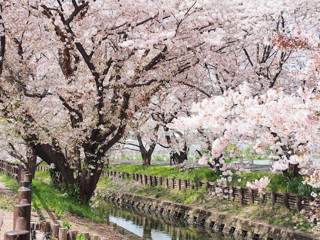 Photo fleur de sakura ou fleur de cerisier en pleine floraison près du petit canal